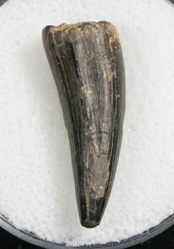 Large Leidyosuchus Tooth - Cretaceous Crocodile #8363